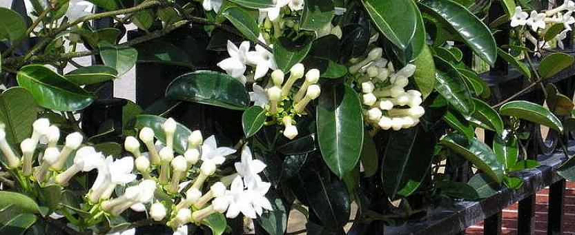 As flores de Stephanotis também são conhecidas como flores de jasmim de Madagascar