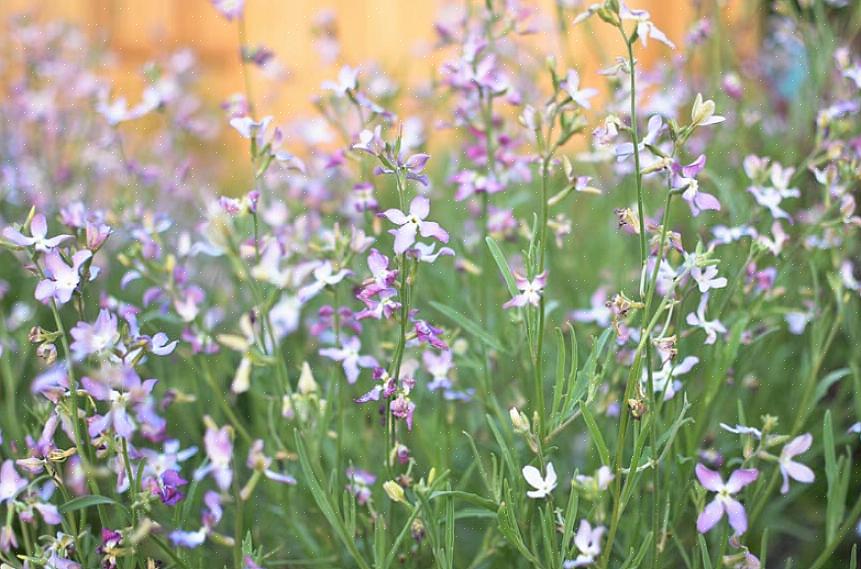 Plantas perfumadas são fáceis de cultivar a partir da semente