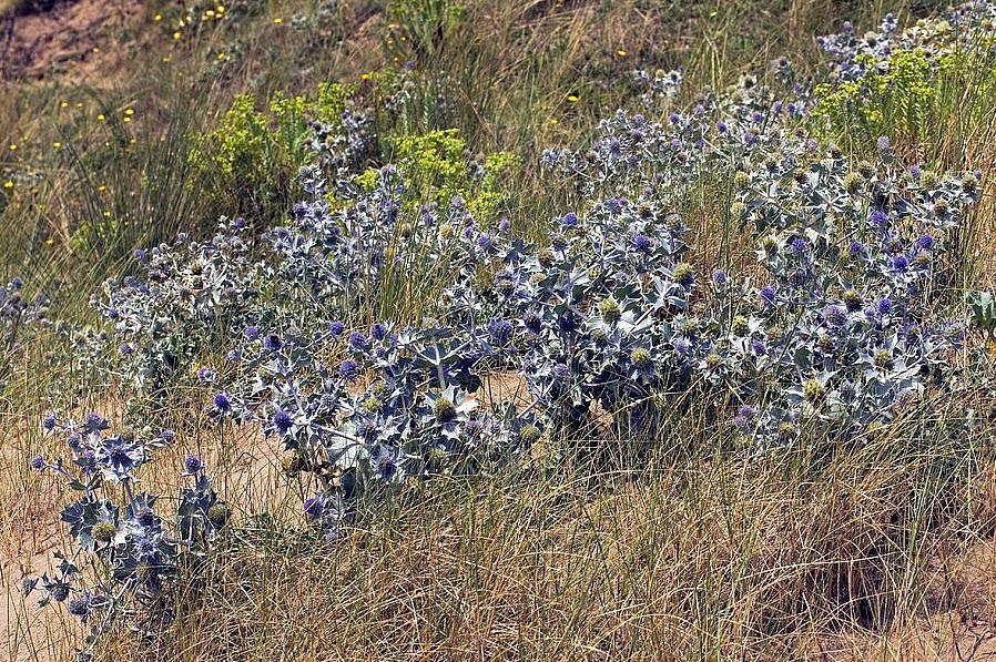 As sementes de azevinho do mar não são difíceis de germinar