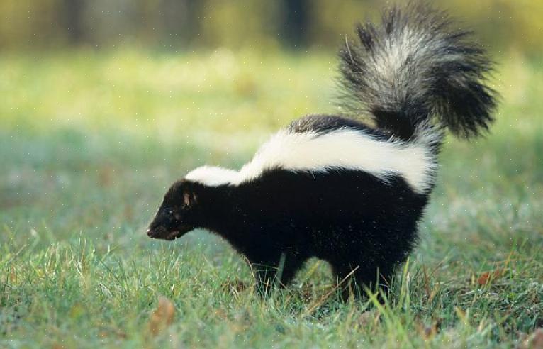 Amarelado que é armazenado em sacos de cada lado do ânus do gambá