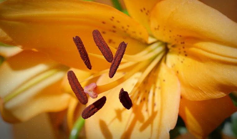 Enxágüe a área manchada com água fria