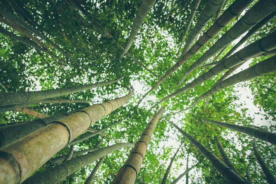 As plantas de bambu têm raízes particularmente longas que penetram profundamente no solo onde crescem