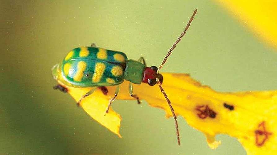 Existem dois tipos de besouro do pepino que podem atacar o seu jardim (ou as plantas da sua casa)