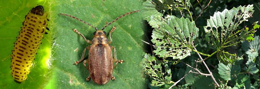 O Viburnum Leaf Beetle (VLB) importado