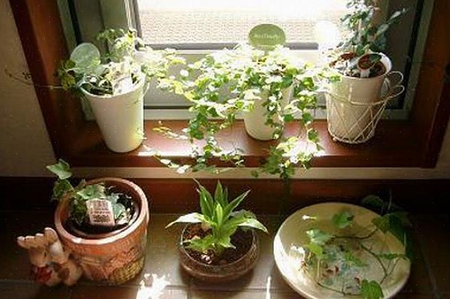 Nossos especialistas em feng shui descobriram que as plantas são boas para o feng shui no quarto