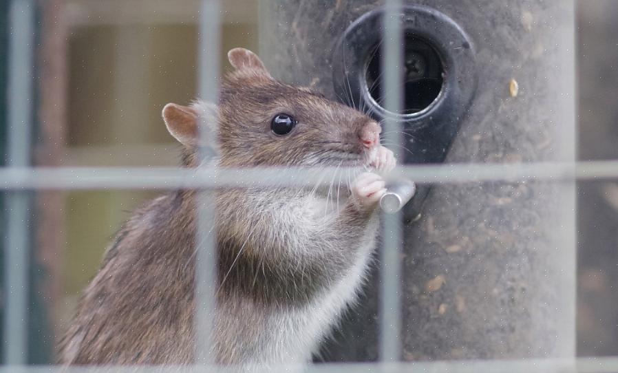 A leptospirose é causada por um gênero de bactéria (Leptospira spp.) Transmitida por roedores