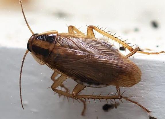 A barata alemã é uma das baratas mais comuns a infestar residências