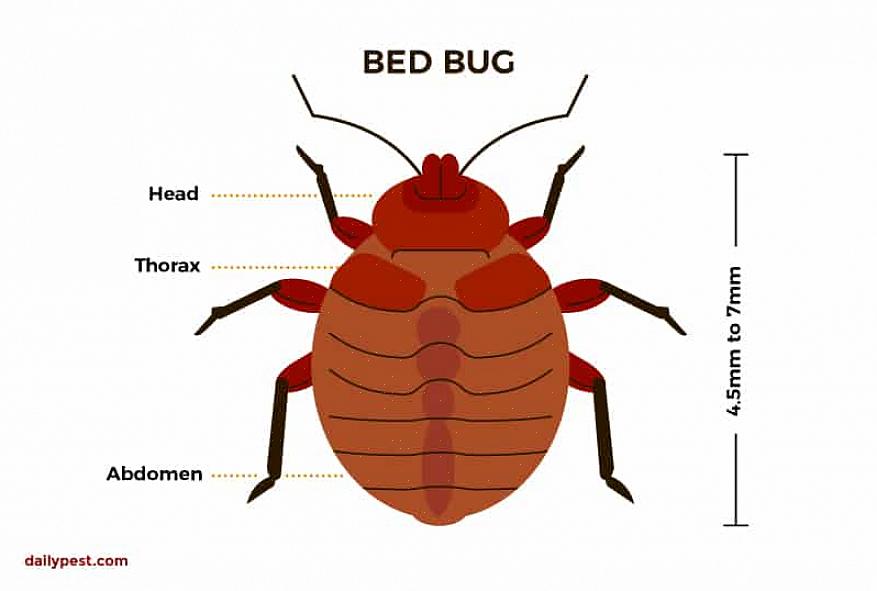 O que você deve fazer se houver percevejos em sua casa