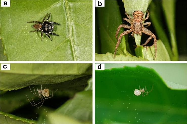 Camaleões são lagartos comuns do sul da Europa que se alimentam de aranhas