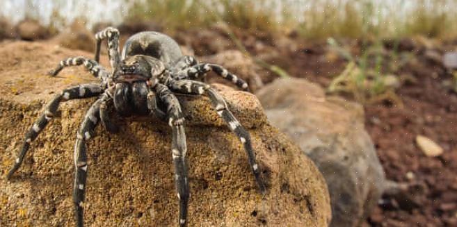 A inócua aranha de perna longa papai se alimenta tanto da aranha vagabunda quanto da viúva negra