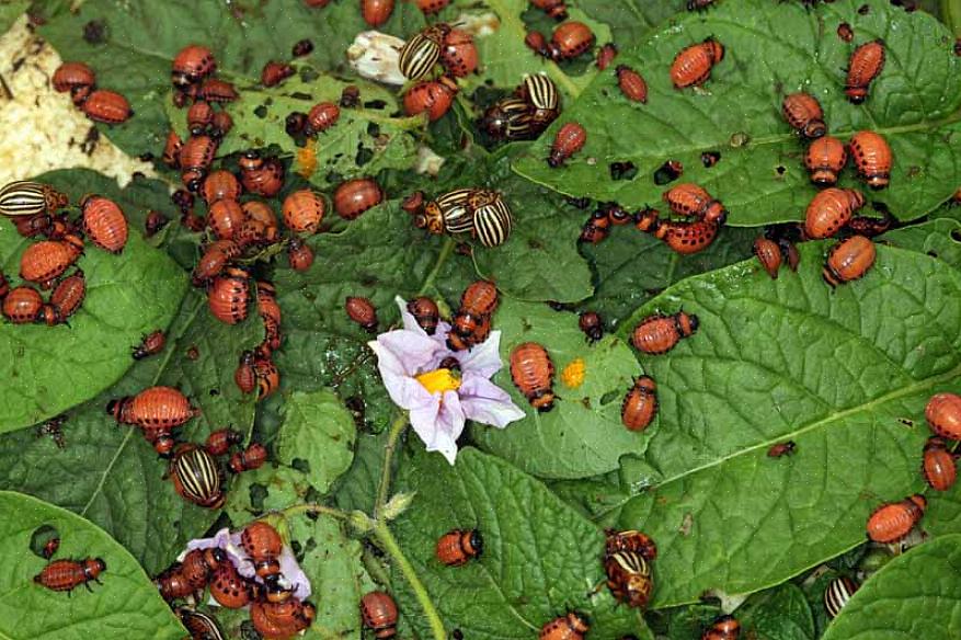 O besouro da batata do Colorado (Leptinotarsa decemlineata) é de longe a maior praga tanto