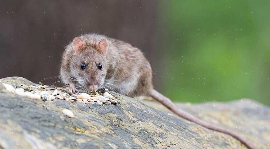 Os ratos preferem se alimentar principalmente de grãos de cereais