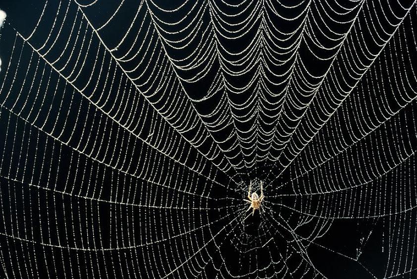 As teias irregulares de aranhas domésticas