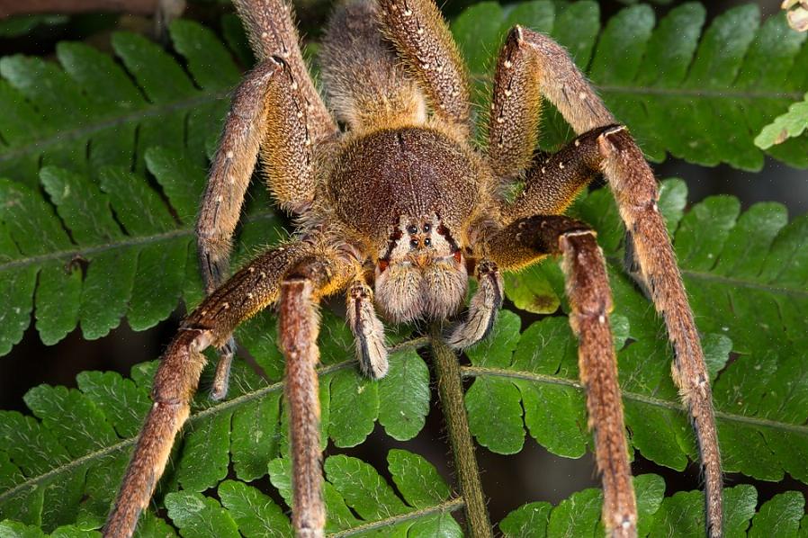 Os sintomas de uma picada de aranha podem variar