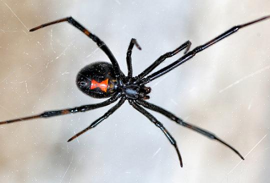 A aranha doméstica europeia é uma aranha com pés de pente