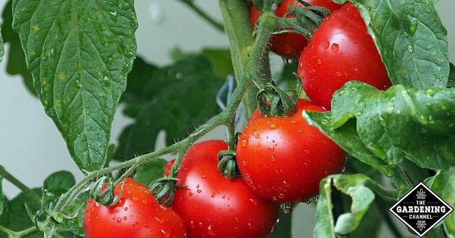 O culpado pela disseminação do vírus da murcha-manchada do tomate são os tripes