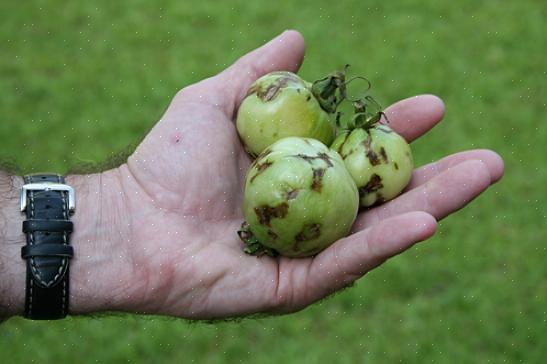 Como identificar o vírus da murcha-manchada do tomate