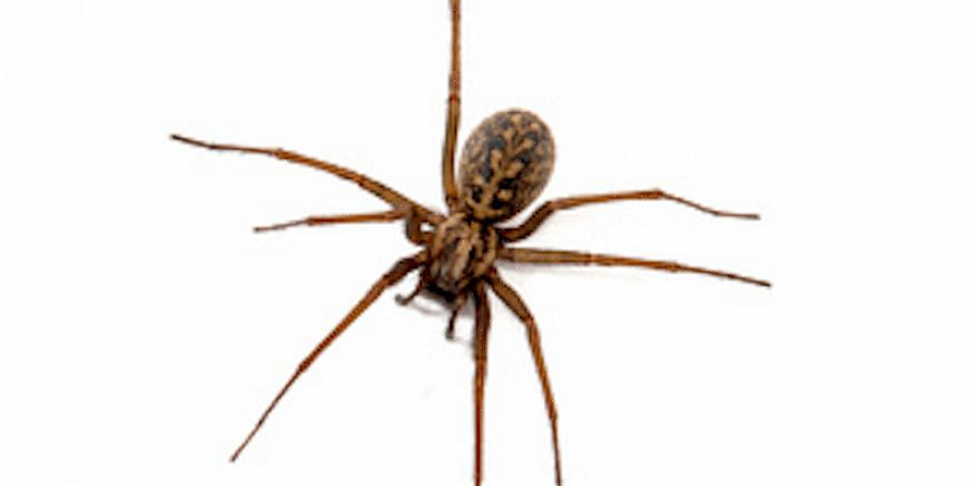 Qualquer pessoa que suspeite de uma picada de aranha hobo deve procurar atendimento médico imediatamente