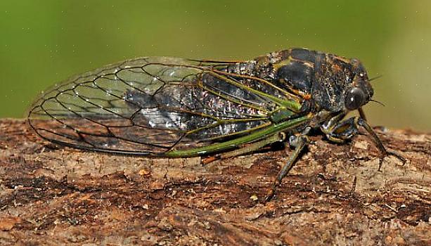 As cigarras periódicas aparecem em grande número a cada 13 ou 17 anos