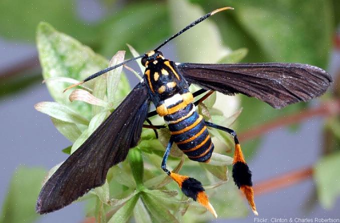 A mariposa luna muda cerca de cinco vezes durante três a quatro semanas