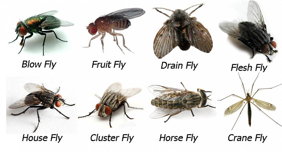 Como você sabe se a mosca do inverno é uma mosca cluster ou alguma outra mosca grande