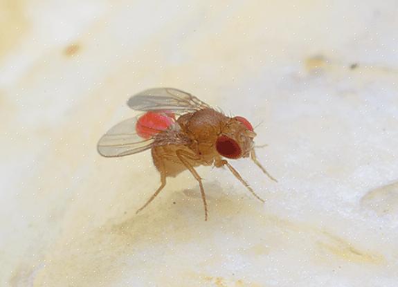 Eliminar o cadáver do animal ou material orgânico em decomposição que as moscas estão usando