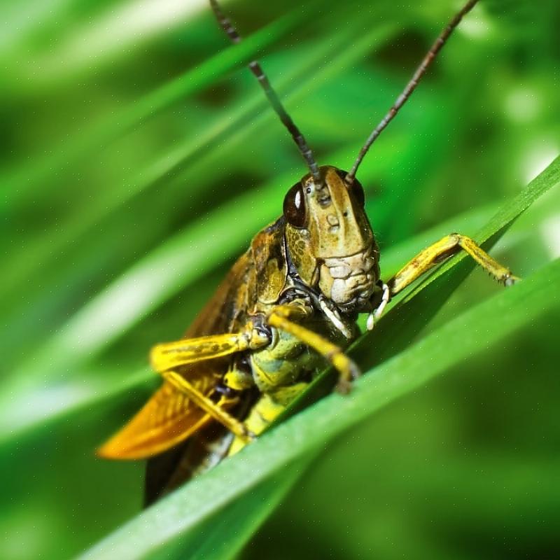 Tornando as plantas tratadas mais atraentes para os gafanhotos