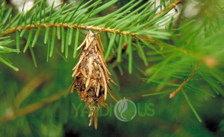 Cercar as plantas hospedeiras com flores levou a um aumento de 70% no parasitismo de lagartas