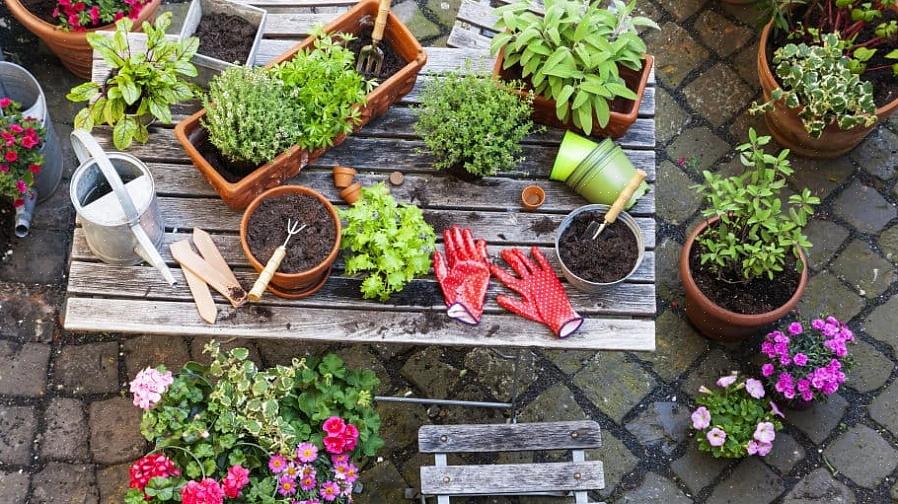 As plantas móveis precisam de atenção especial