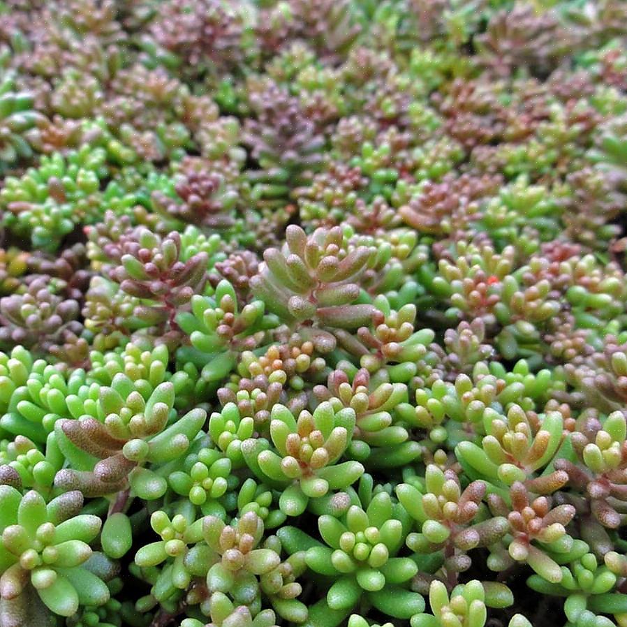 Sedum é fácil de cultivar na maioria das áreas