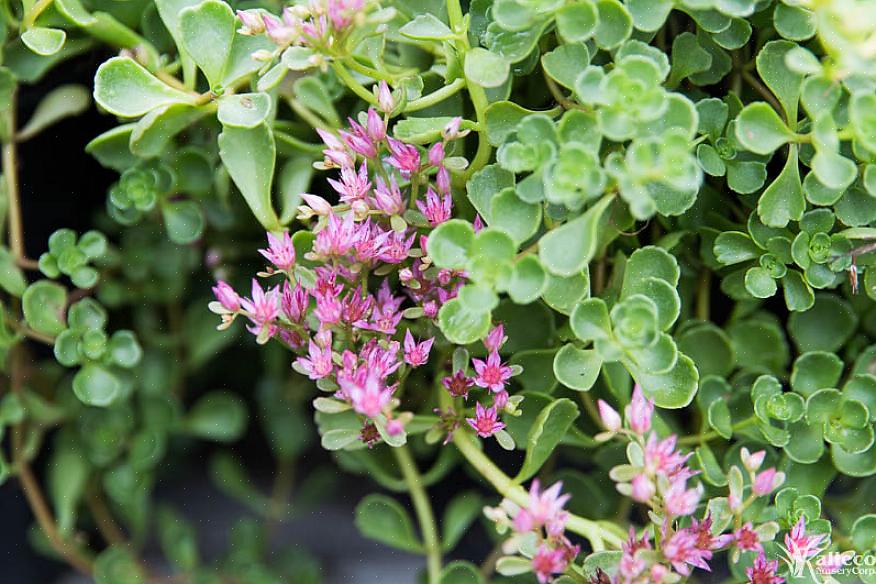 Sedum tetractinum 'Recife de coral' é um dos poucos sedums com uma cor amarelada quente