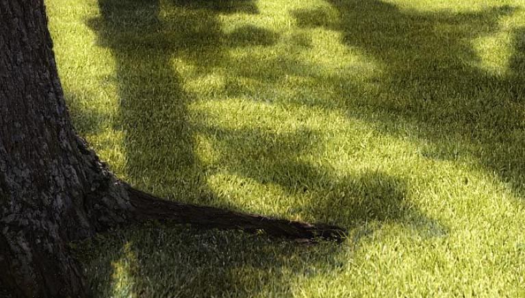 Festuca vermelha rasteira (Festuca Rubra)