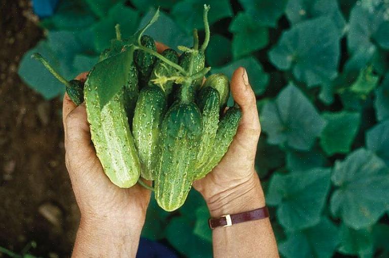 Os pepinos gostam de um solo de pH ligeiramente ácido a neutro de cerca de 5,5 a 7,0