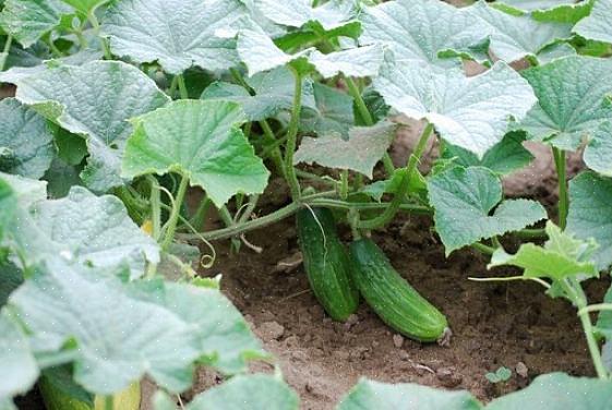 Então experimentar um tipo diferente de pepino pode fazer toda a diferença