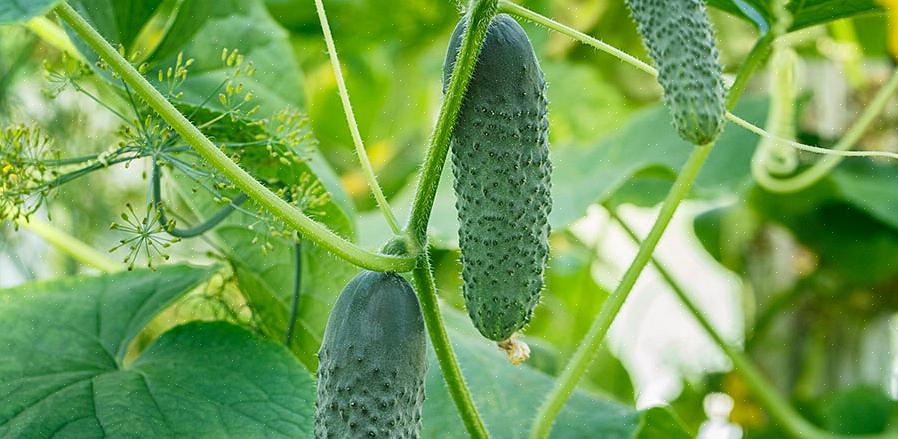 Cultivar pepinos em recipientes é fácil