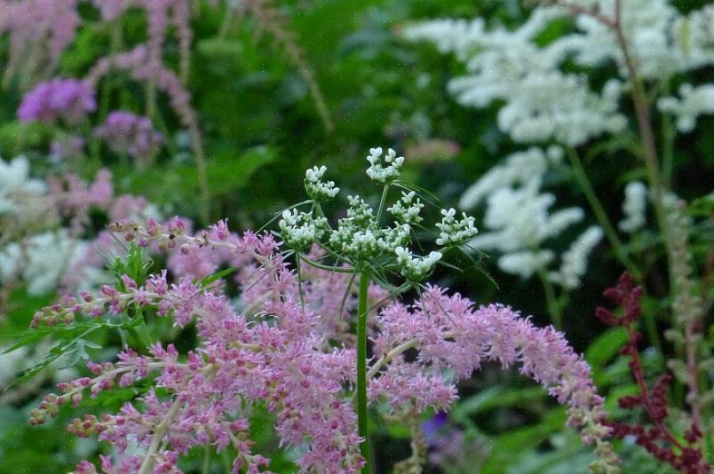 Outras plantas perenes altas que podem servir como substitutas