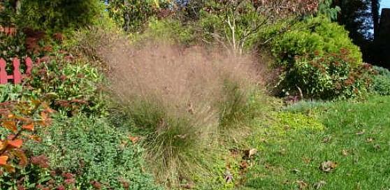 Esta grama ornamental resistente ao veado é praticamente definida por sua cor