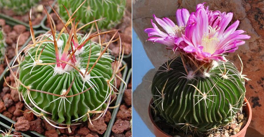 Muitos Stenocactus são frequentemente plantas solitárias ou isoladas