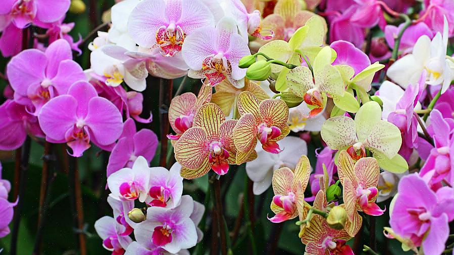 A habilidade fácil das orquídeas em criar novas plantas se deve em parte aos hábitos de crescimento