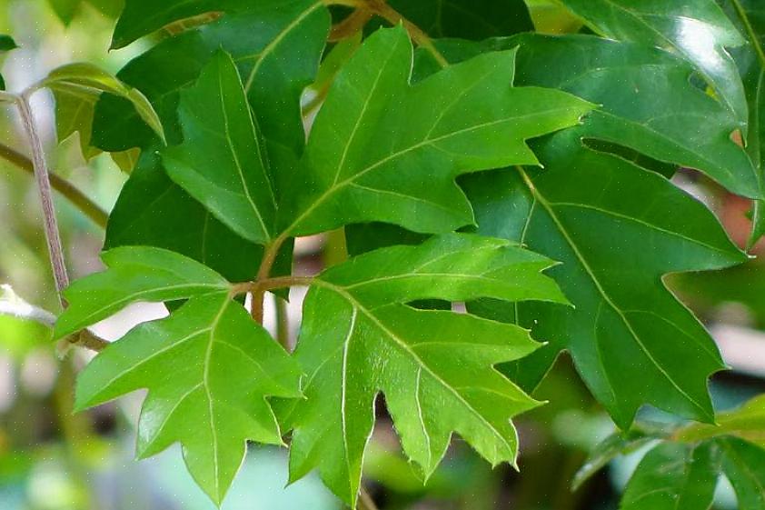 A maioria das espécies de Cissus está bem adaptada à pouca luz