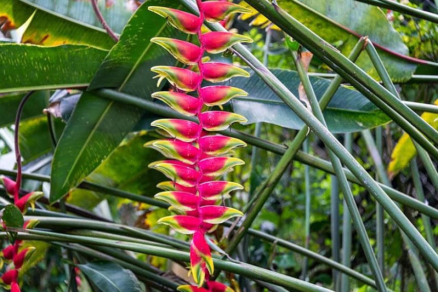 Essas plantas são cultivadas intensamente em áreas tropicais