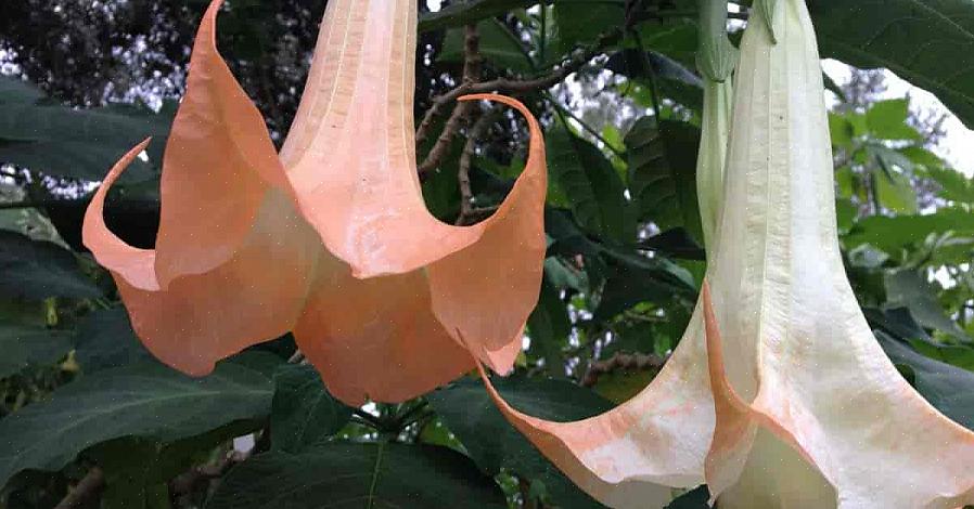 É comum ler notícias sobre pessoas morrendo de envenenamento por Datura após a ingestão de partes da planta