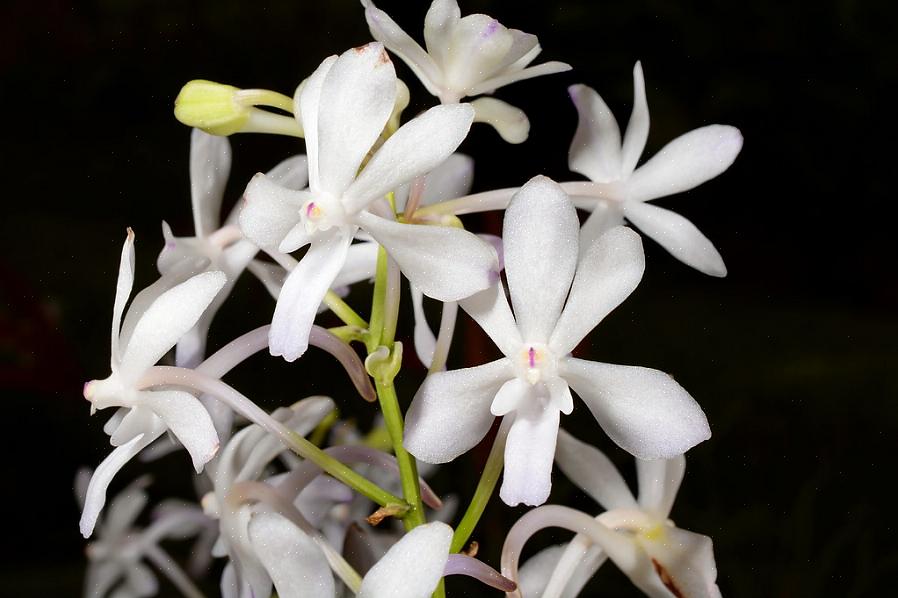 As estruturas de flores vertiginosas das plantas Rhynchostylis serão uma ótima adição a qualquer coleção