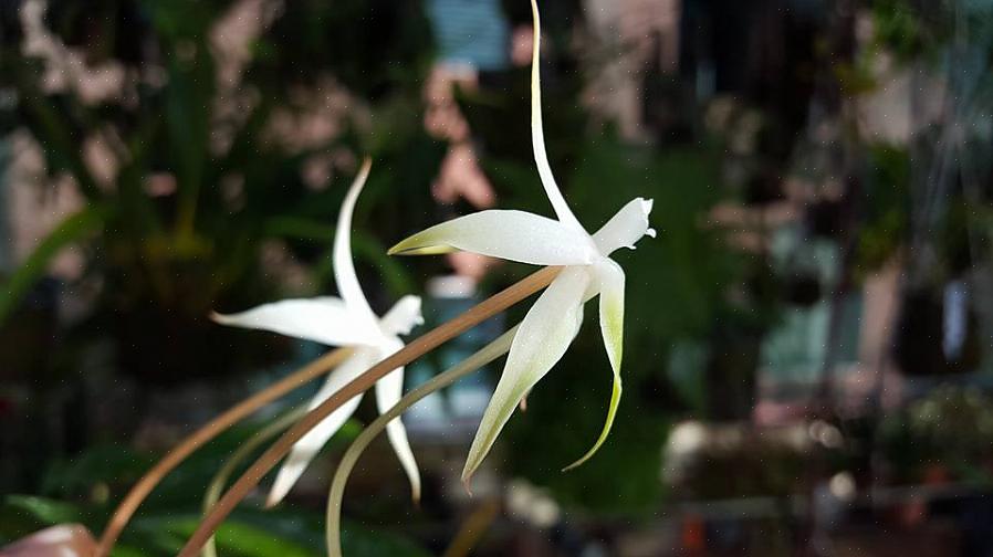 O gênero Aerangis compreende muitas orquídeas tropicais que podem ser distinguidas por suas lindas flores