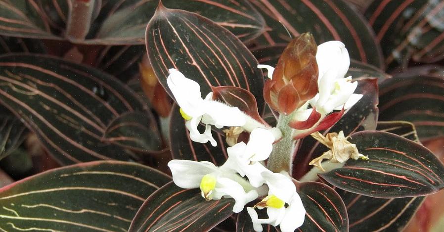 Essas plantas são uma ótima adição a qualquer coleção de orquídeas tropicais