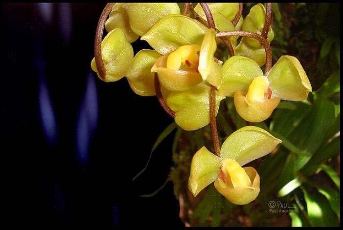 As plantas Gongora recompensarão os experientes jardineiros de orquídeas tropicais com flores vistosas