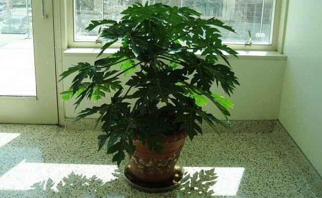 As plantas de mamão brotam prontamente de sementes