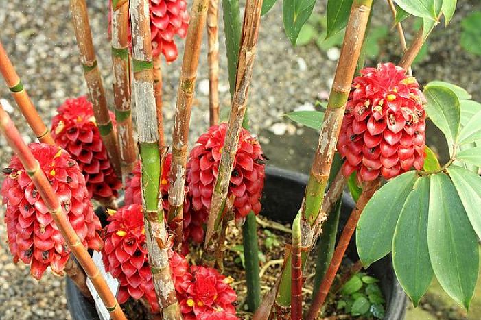 Da mesma forma que muitas plantas de gengibre anseiam por umidade constante