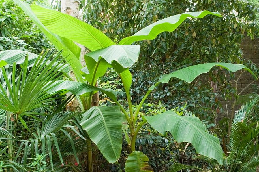 Banana de fibra japonesa ou apenas banana resistente