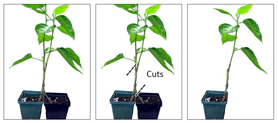 O enxerto de abordagem é um método comum para muitas árvores frutíferas tropicais